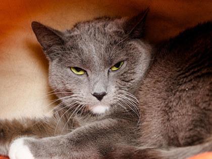 Montana, Adoptable, Young Female Domestic Short Hair & Domestic Short Hair.