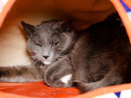 Enlarge Montana, a Adoptable mixed breed in Longmont, CO image 3/3