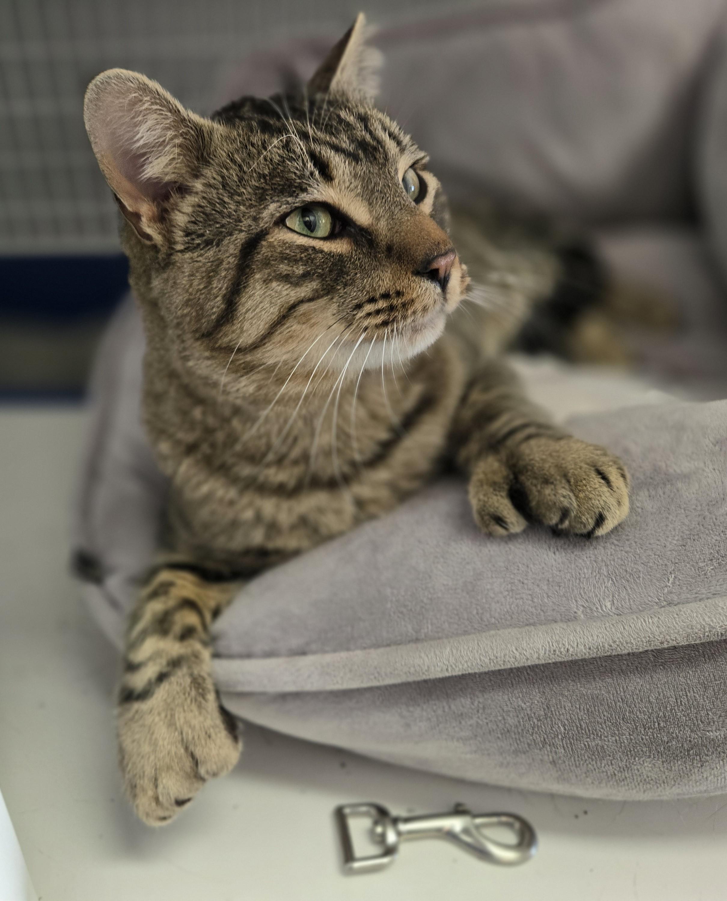 Mister Tibbs, ADOPTABLE, Adult Male Domestic Short Hair.