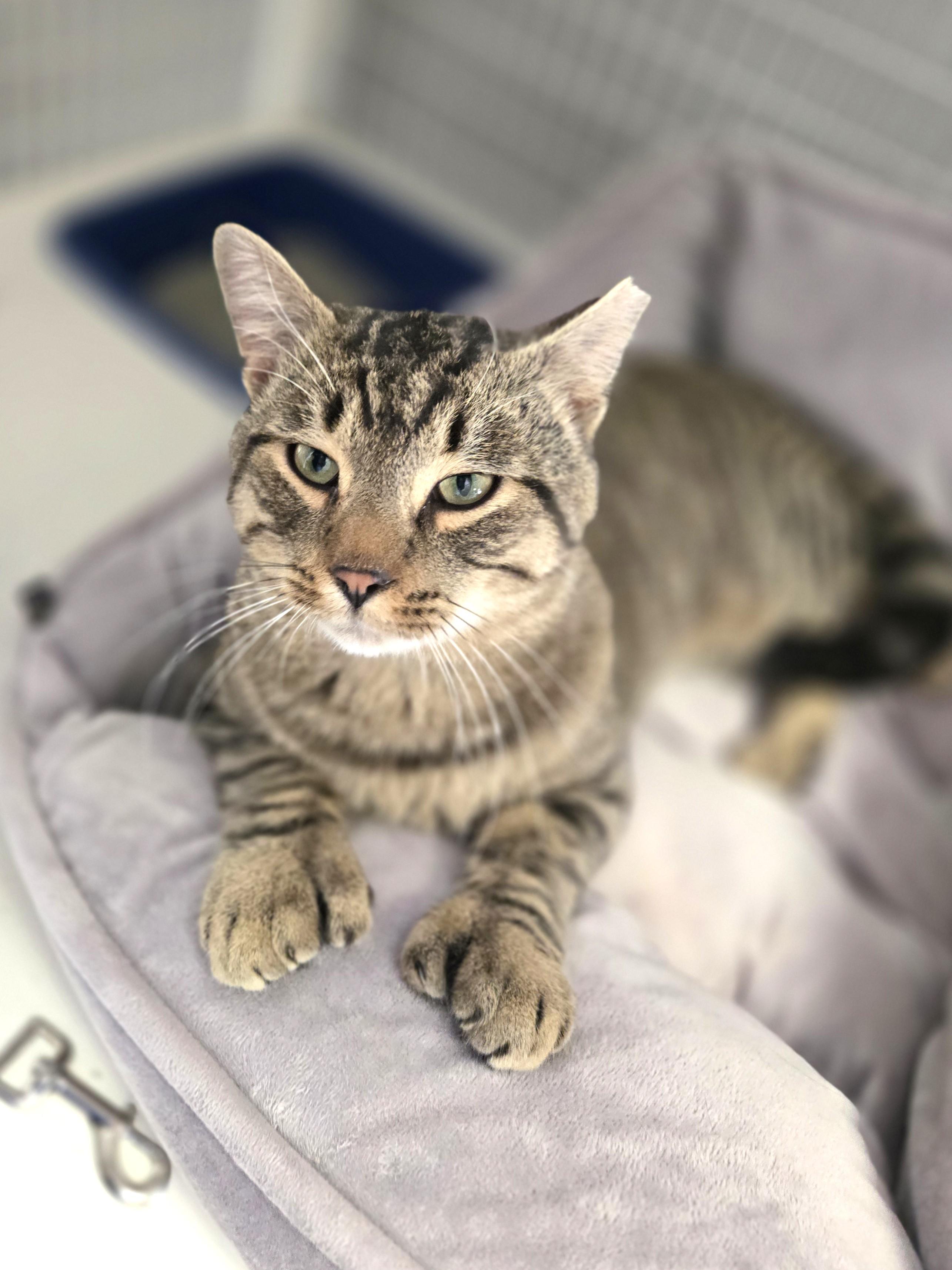 Enlarge Mister Tibbs, an adopted Domestic Short Hair in Milford, CT image 2/4