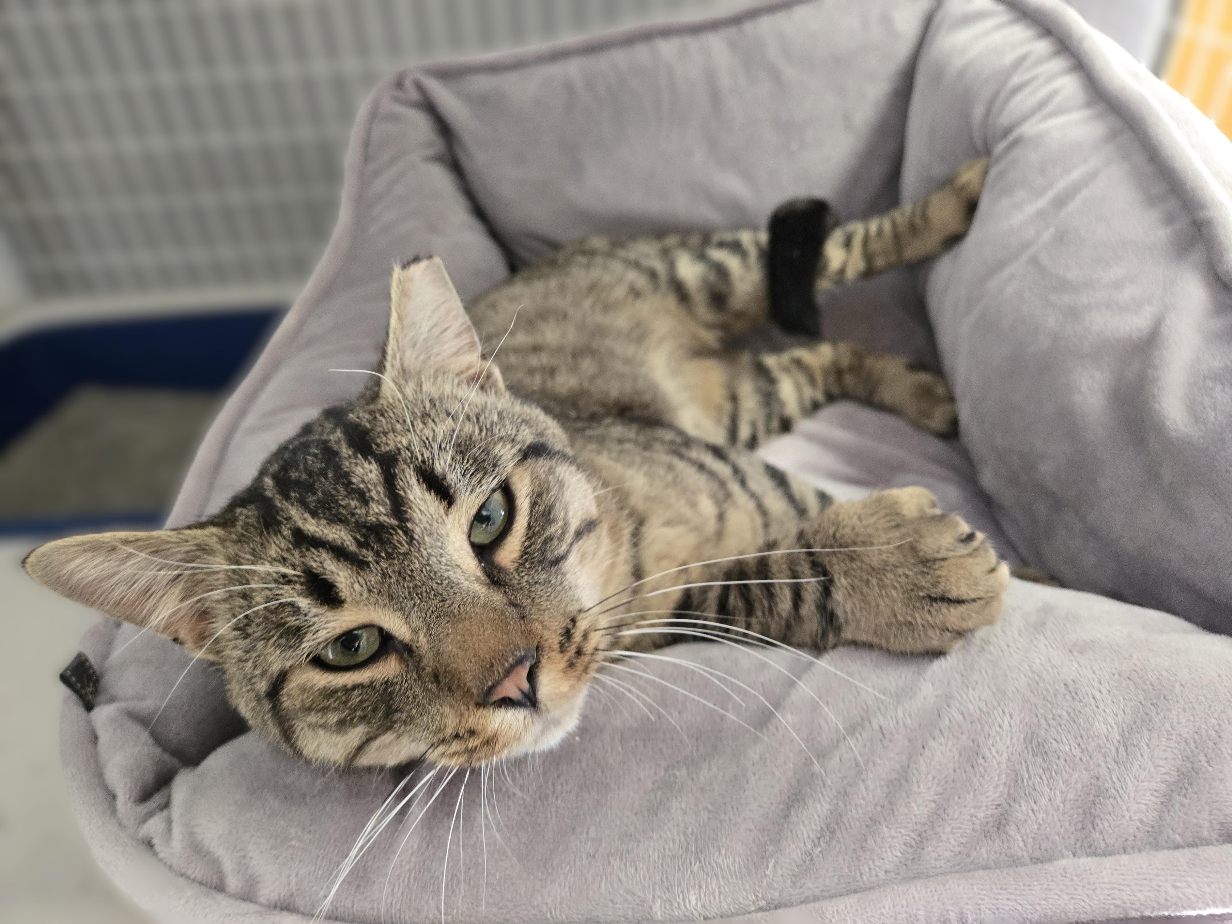 Enlarge Mister Tibbs, an adopted Domestic Short Hair in Milford, CT image 3/4