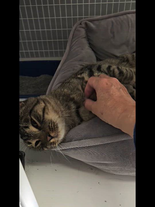 Enlarge Mister Tibbs, an adopted Domestic Short Hair in Milford, CT video 4/4