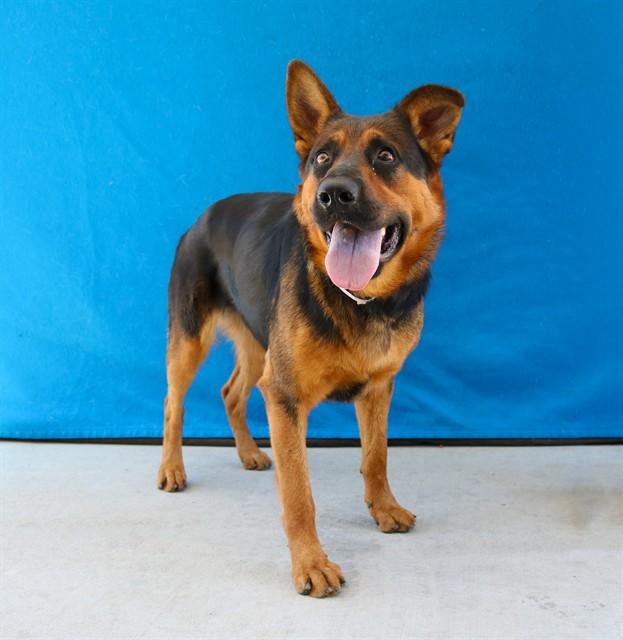 Enlarge LOLA, a Adoptable mixed breed in Baldwin Park, CA image 1/1