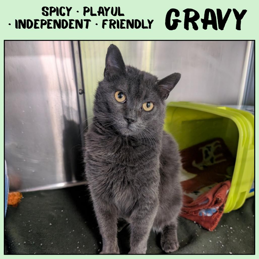 Gravy, Adoptable, Adult Female Domestic Short Hair.
