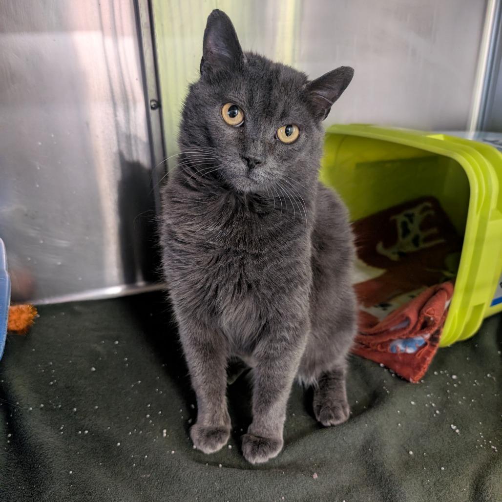 Enlarge Gravy, a Adoptable Domestic Short Hair in Emporia, KS image 2/3