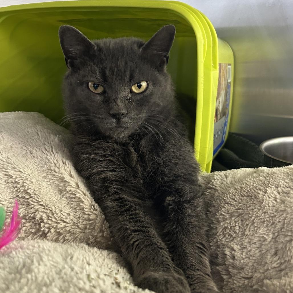 Enlarge Gravy, a Adoptable Domestic Short Hair in Emporia, KS image 3/3