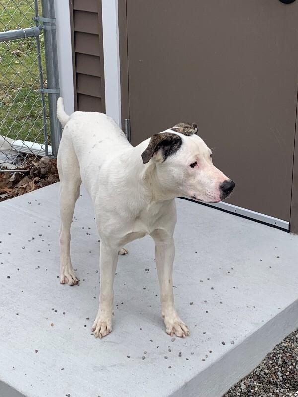 Enlarge Ace, a Adoptable mixed breed in Rochester, NY image 1/3