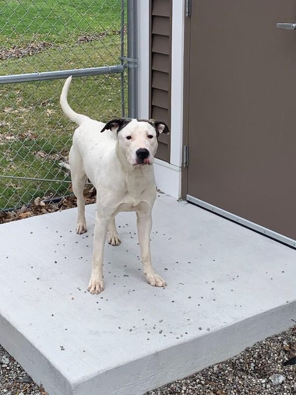 Enlarge Ace, a Adoptable mixed breed in Rochester, NY image 2/3