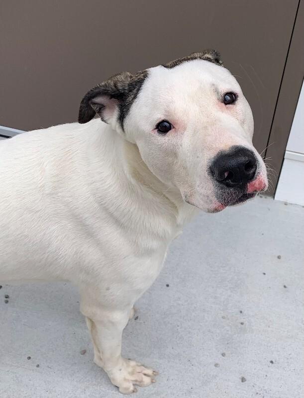 Enlarge Ace, a Adoptable mixed breed in Rochester, NY image 3/3