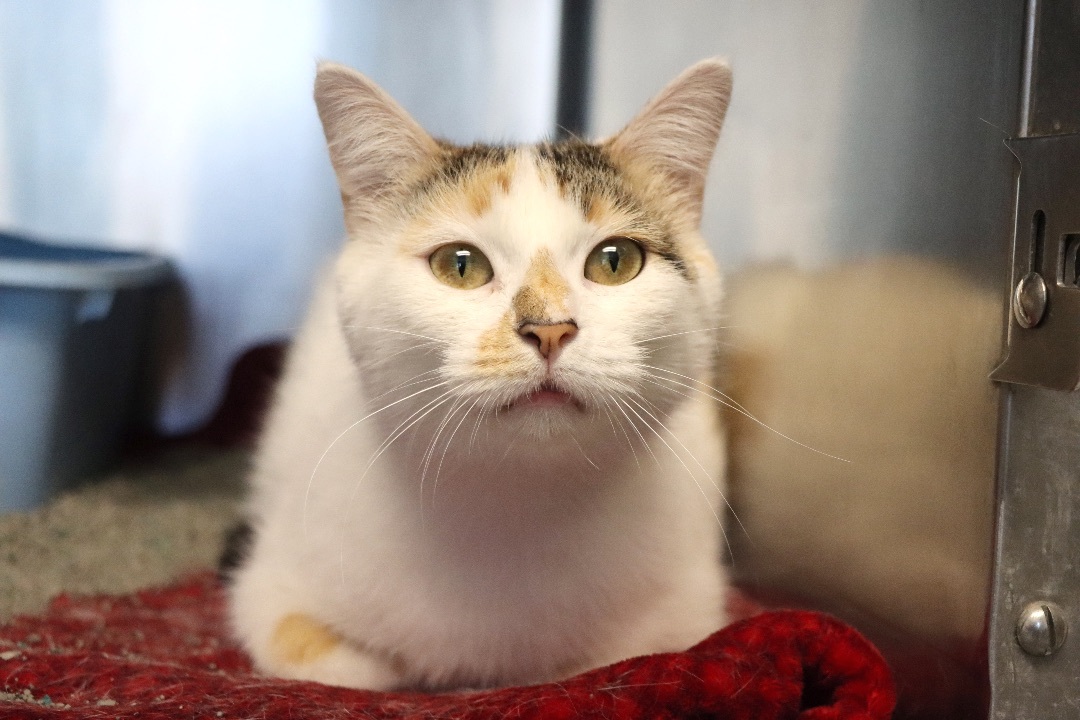 Enlarge Cleo, an adoptable Domestic Short Hair in House Springs, MO image 1/1