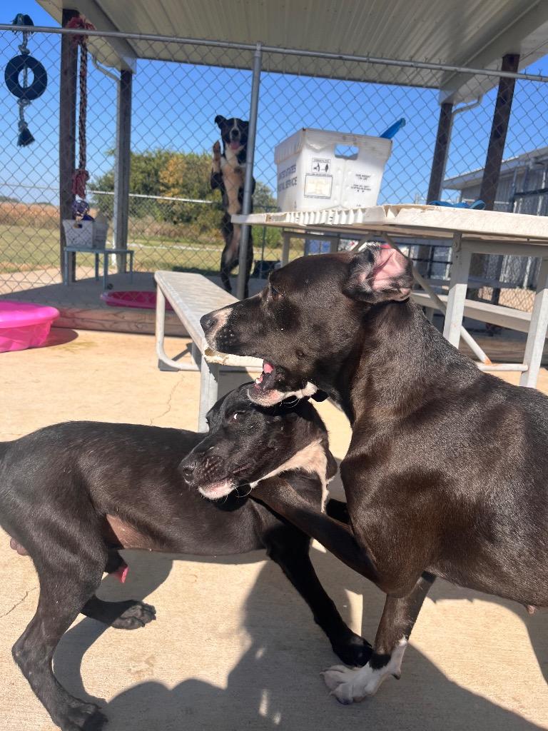 Sally, Adoptable, Young Female Labrador Retriever.