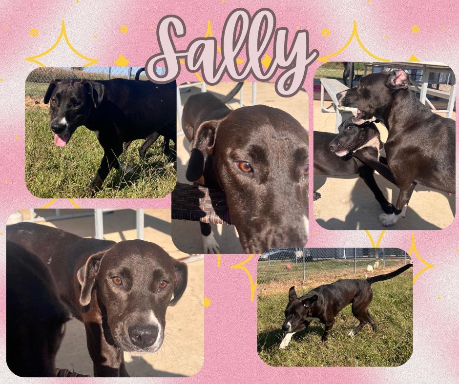 Sally, Adoptable, Young Female Labrador Retriever.
