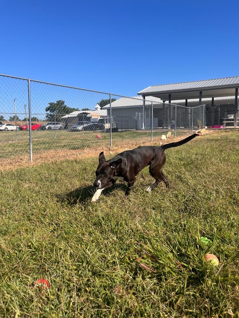 Sally, a Adoptable mixed breed in Hopkinsville, KY image 5/6
