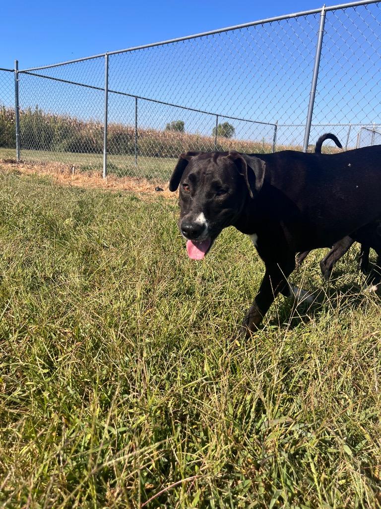 Sally, a Adoptable mixed breed in Hopkinsville, KY image 6/6