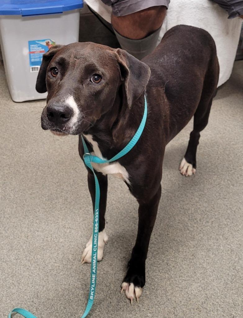 Sally, a Adoptable mixed breed in Hopkinsville, KY image 6/6