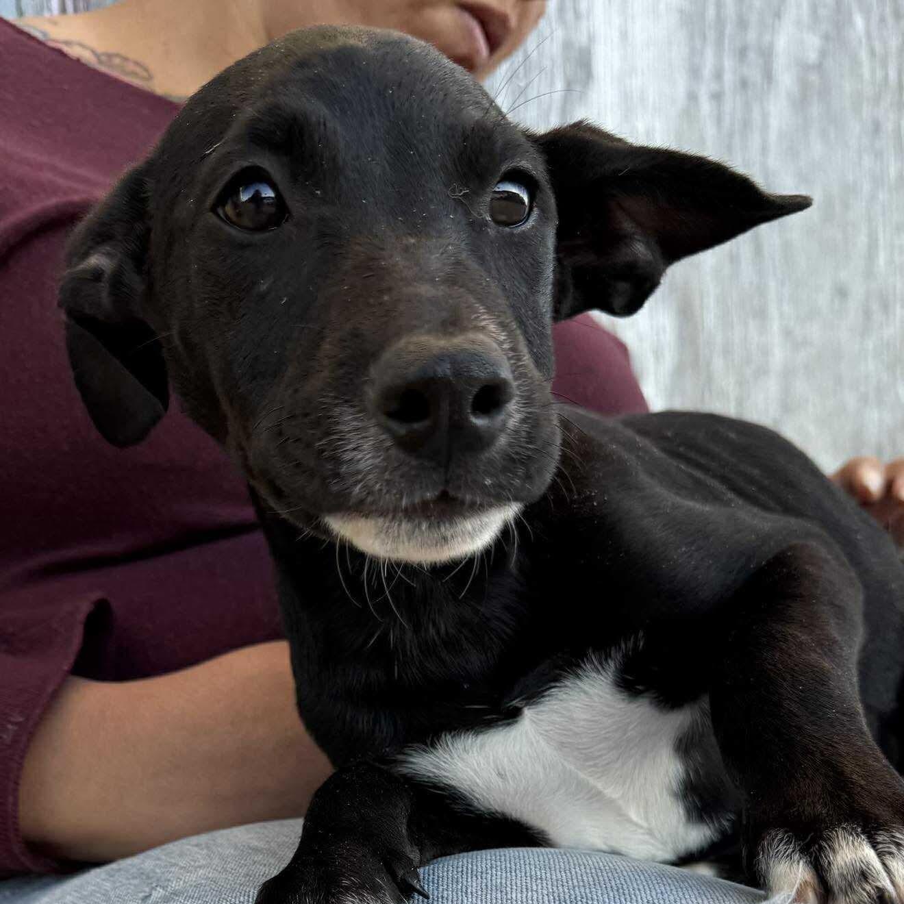 Pistachio , a Adoptable mixed breed in Eugene , OR image 3/6