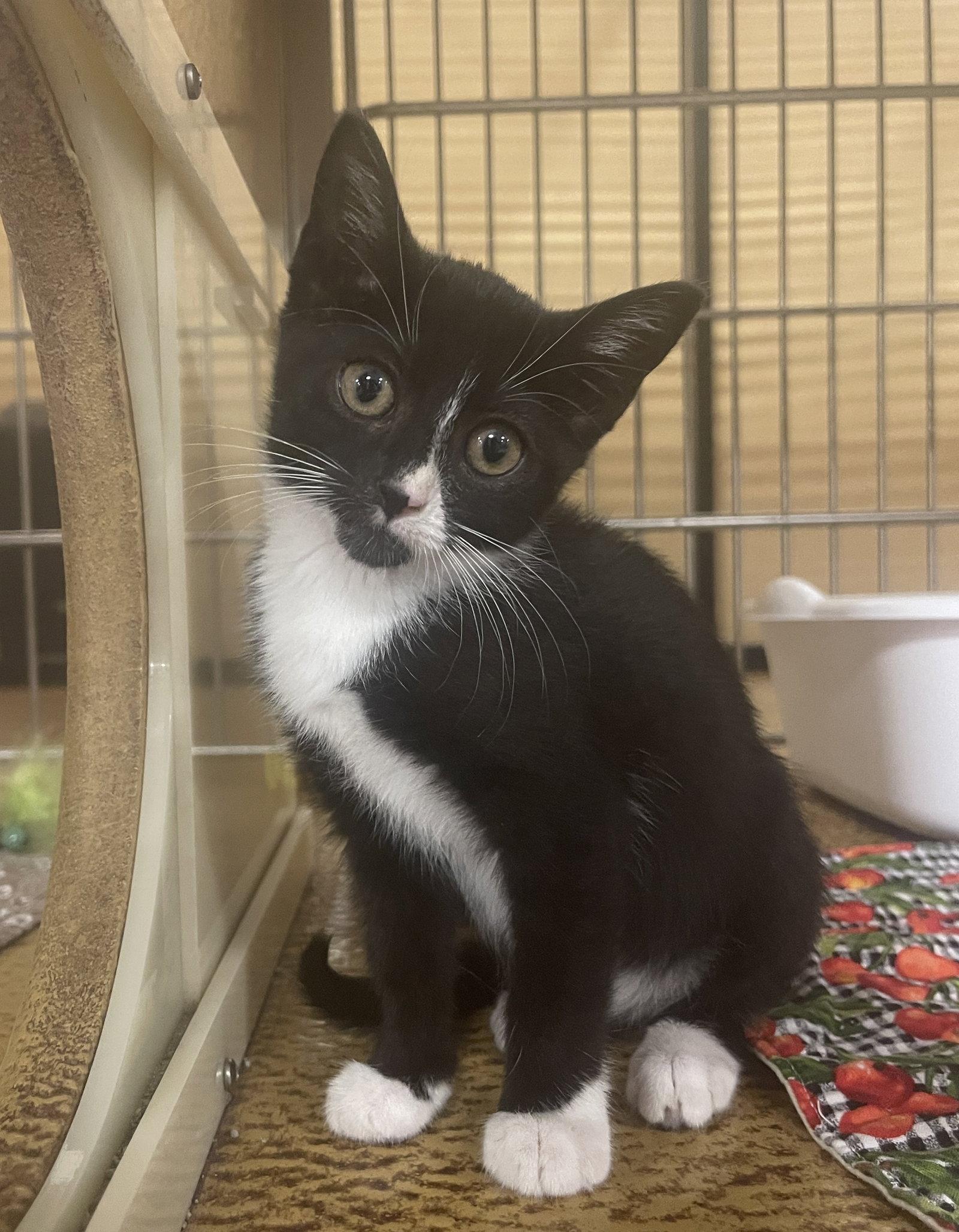 Mittens, Adopted, Kitten Female Domestic Short Hair.