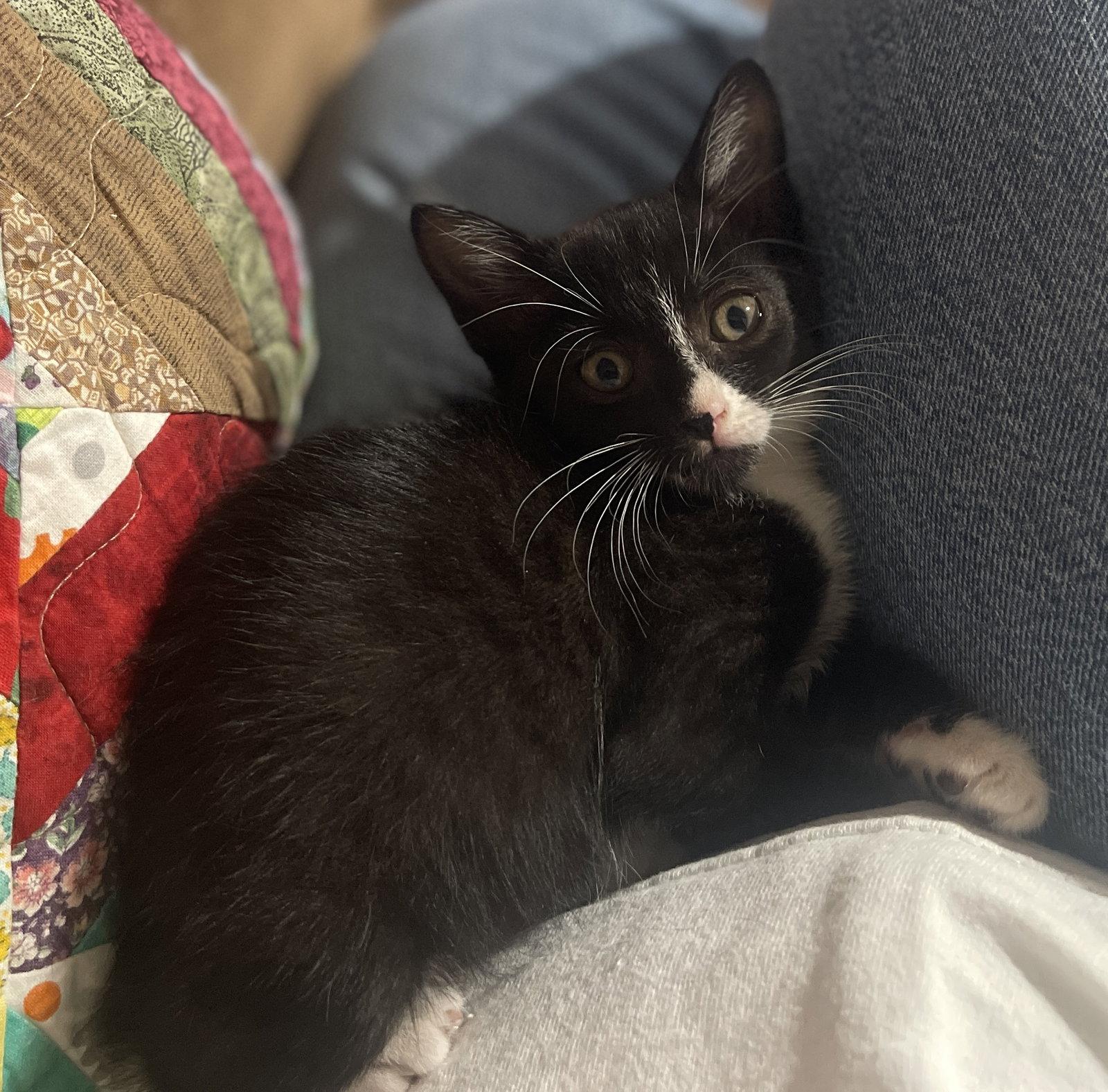 Enlarge Mittens, a Adopted Domestic Short Hair in Mesquite, TX image 2/3