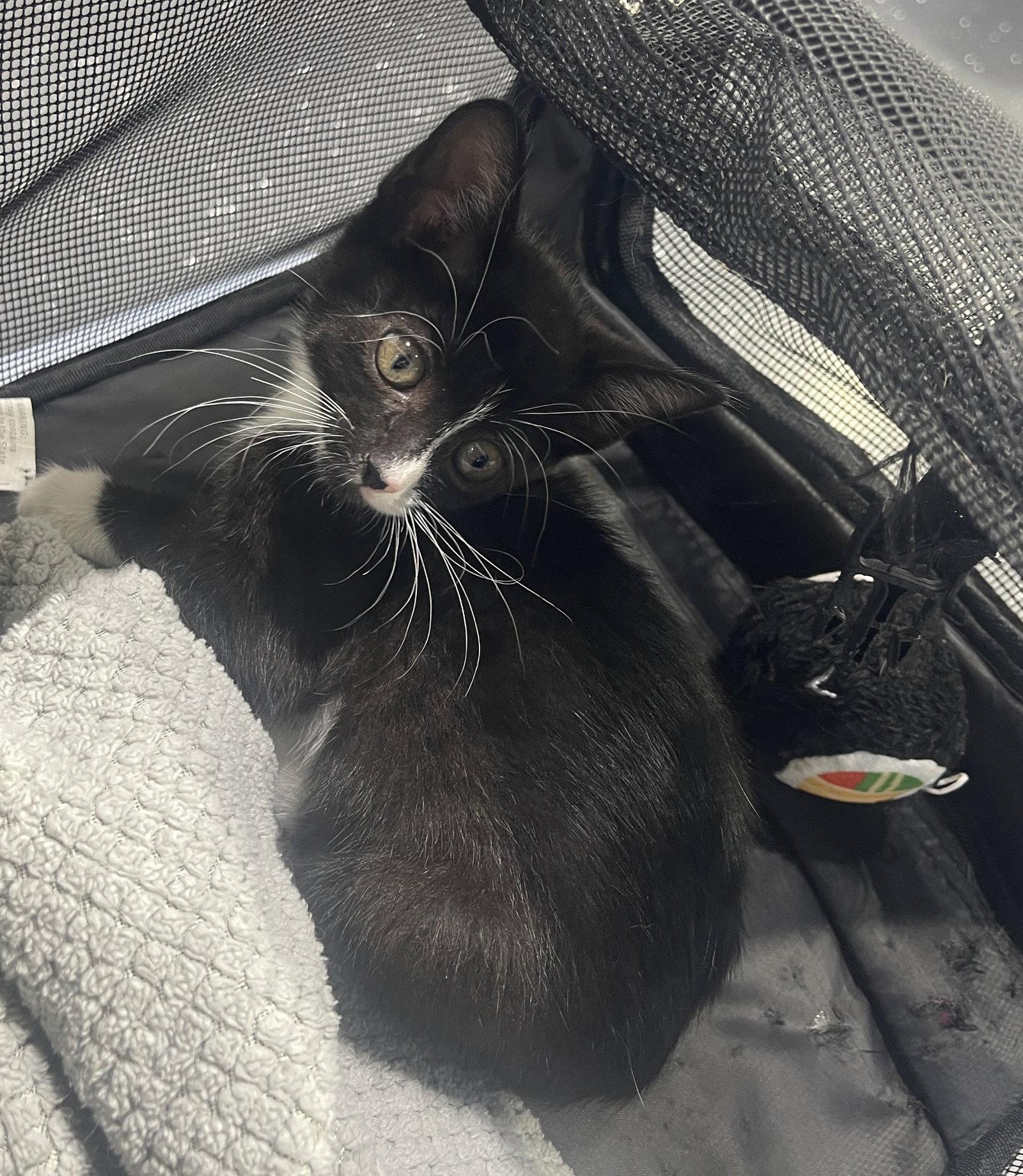 Enlarge Mittens, a Adopted Domestic Short Hair in Mesquite, TX image 3/3