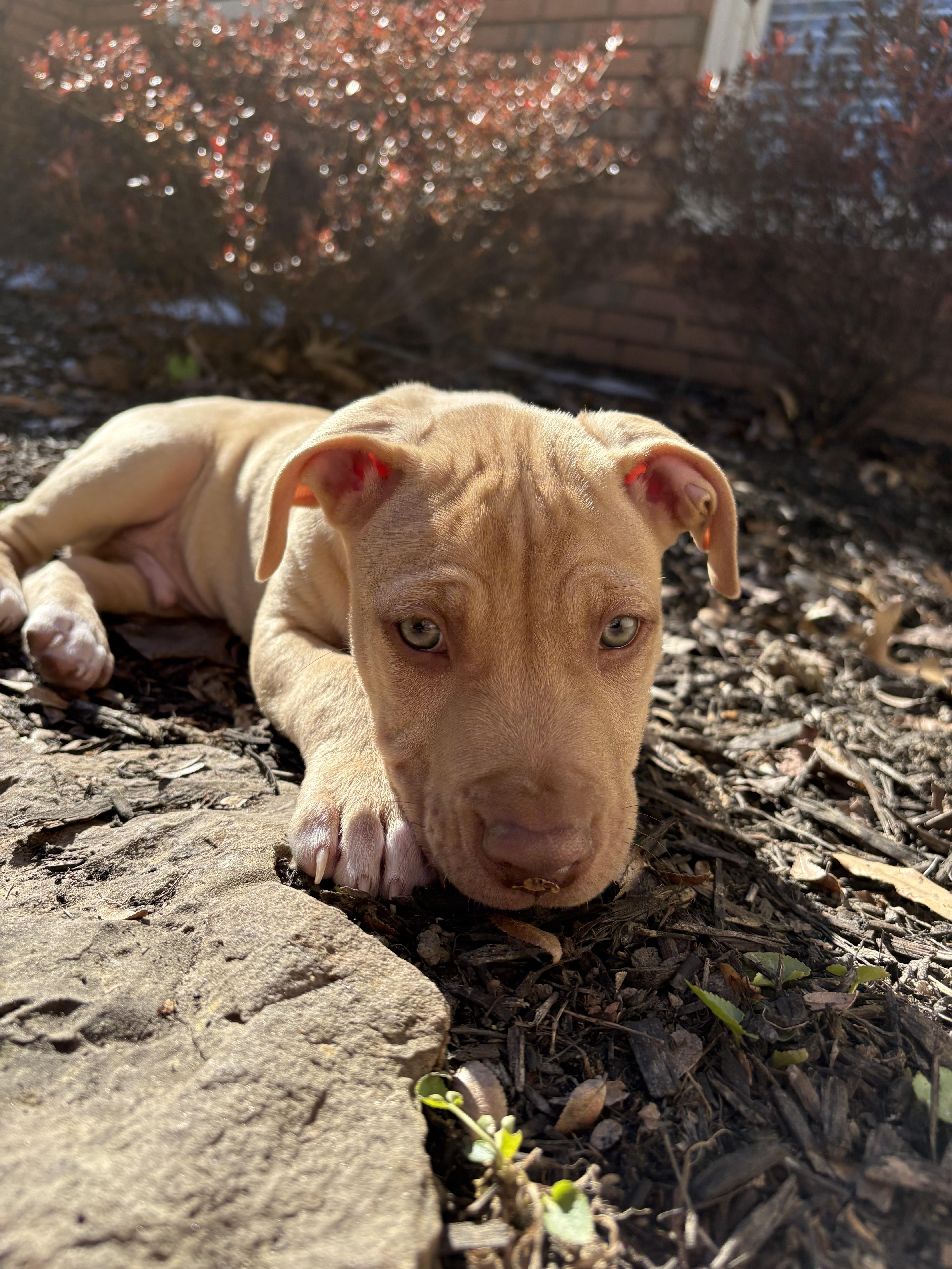 Enlarge Memphis , a Adoptable mixed breed in Cincinnati , OH image 6/6