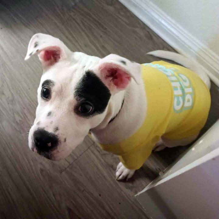 Milo, Adoptable, Young Male Pit Bull Terrier & Chihuahua.