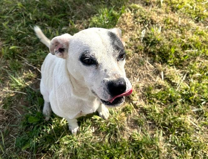 Enlarge Milo, a Adoptable mixed breed in Redlands, CA image 2/5