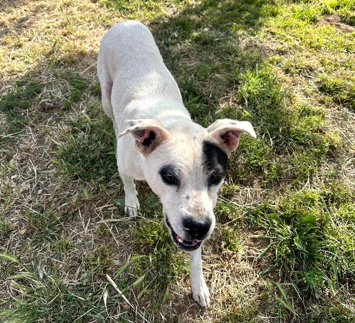 Enlarge Milo, a Adoptable mixed breed in Redlands, CA image 3/5