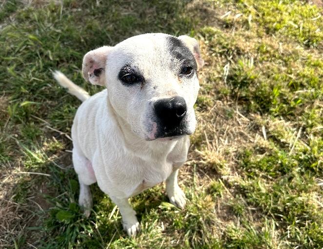 Enlarge Milo, a Adoptable mixed breed in Redlands, CA image 4/5