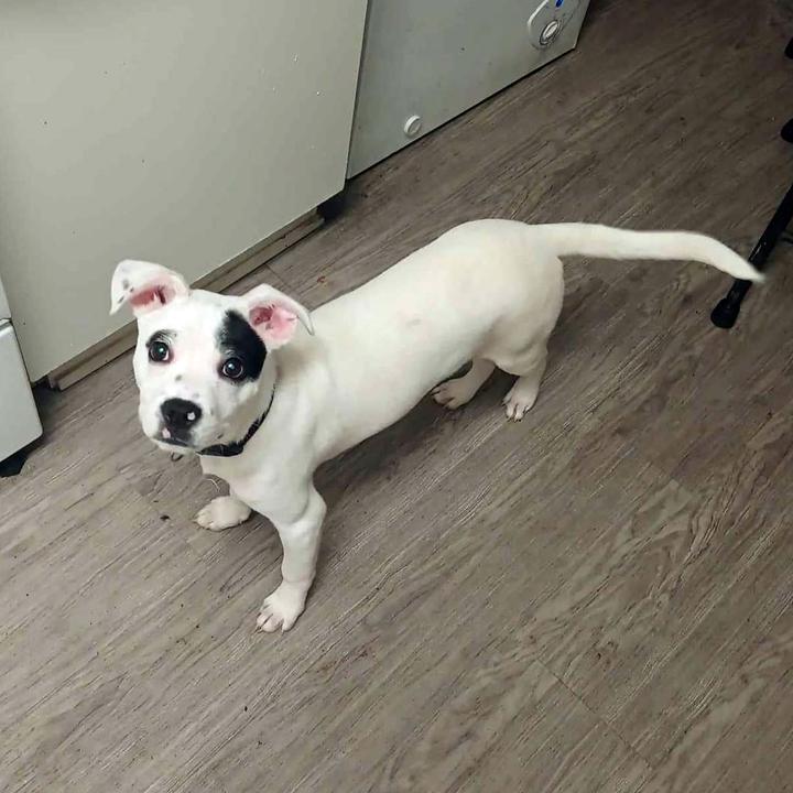 Milo, a Adoptable mixed breed in Redlands, CA image 2/3