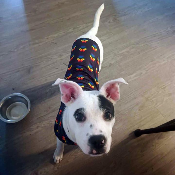 Milo, a Adoptable mixed breed in Redlands, CA image 3/3