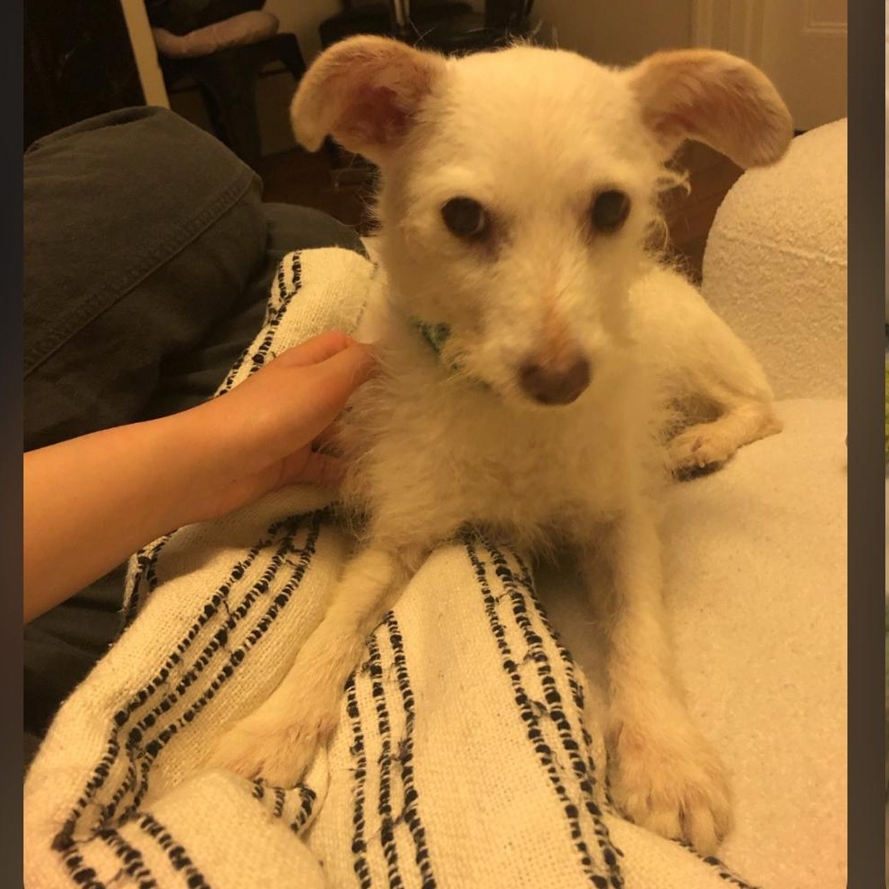 Nemo, ADOPTABLE, Adult Male Cairn Terrier.