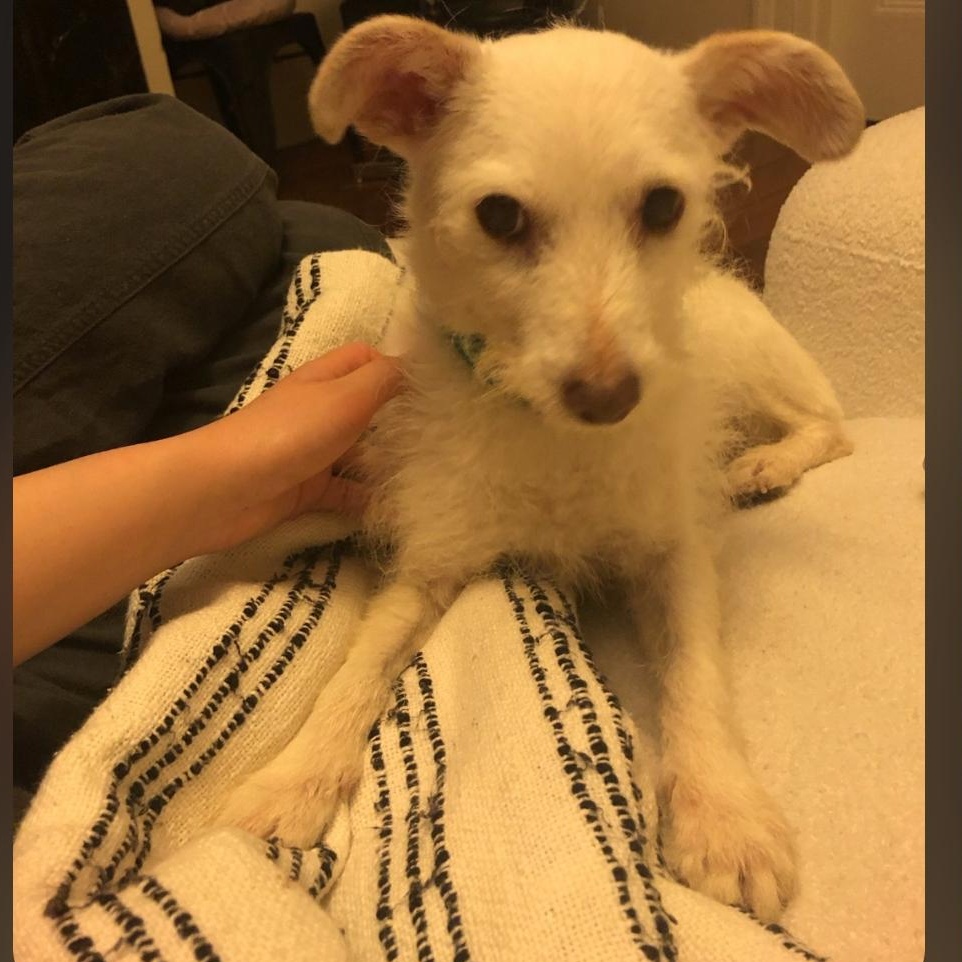 Enlarge Nemo, a ADOPTABLE Cairn Terrier in Greenville, SC image 2/4