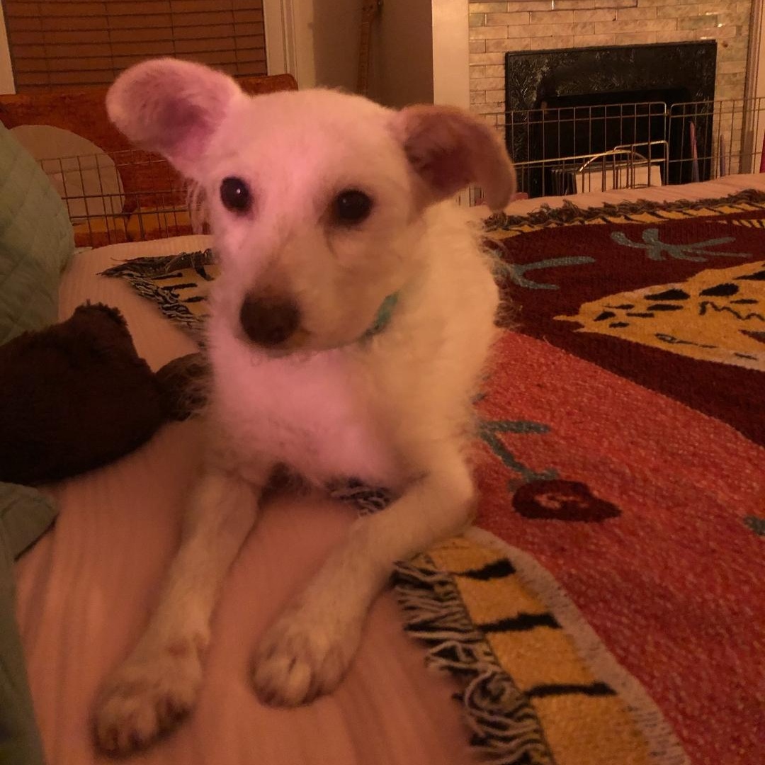 Enlarge Nemo, a ADOPTABLE Cairn Terrier in Greenville, SC image 4/4