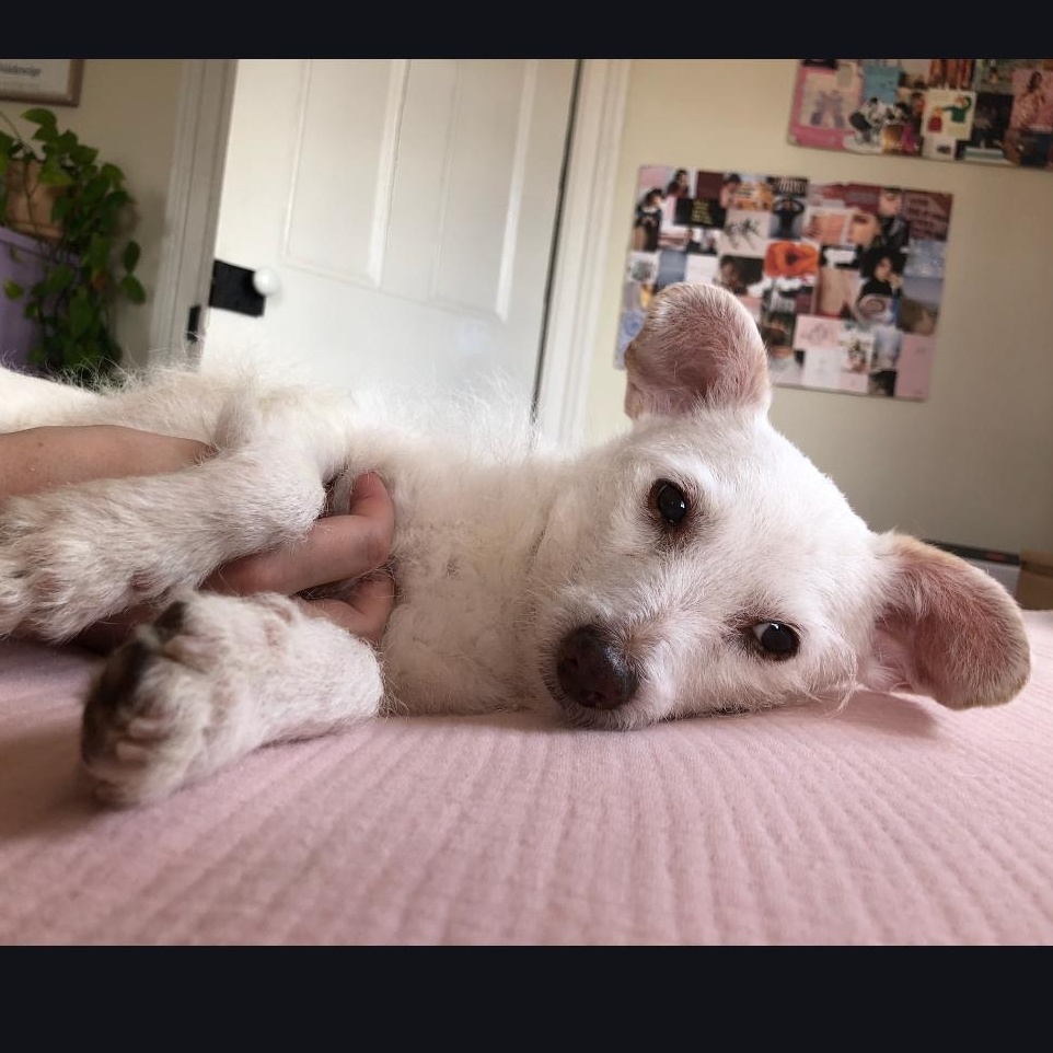 Nemo, ADOPTABLE, Adult Male Cairn Terrier.