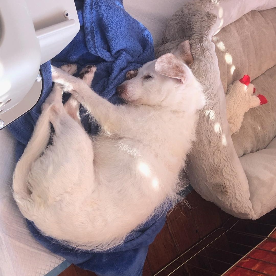 Enlarge Nemo, a ADOPTABLE Cairn Terrier in Greenville, SC image 3/4