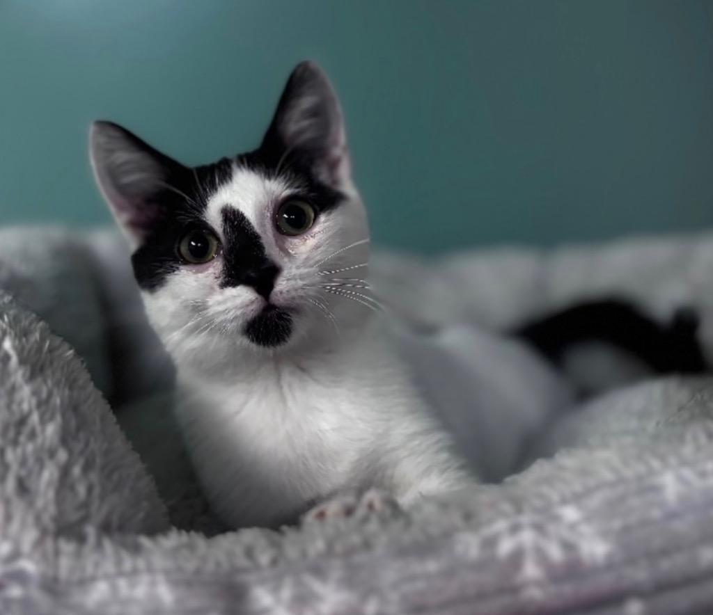 Enlarge Milo, a Adoptable mixed breed in Waynesville, MO image 1/1