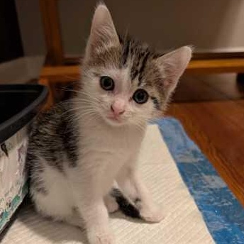 Dumptruck, Adoptable, Young Female Domestic Short Hair.