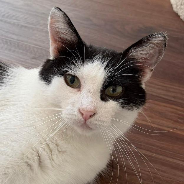Rosemary, Adoptable, Young Female Domestic Short Hair.