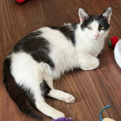 Enlarge Rosemary, a Adoptable Domestic Short Hair in Naperville, IL image 2/3