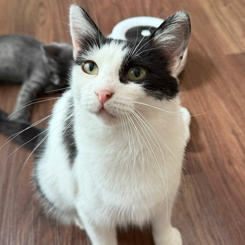 Enlarge Rosemary, a Adoptable Domestic Short Hair in Naperville, IL image 3/3