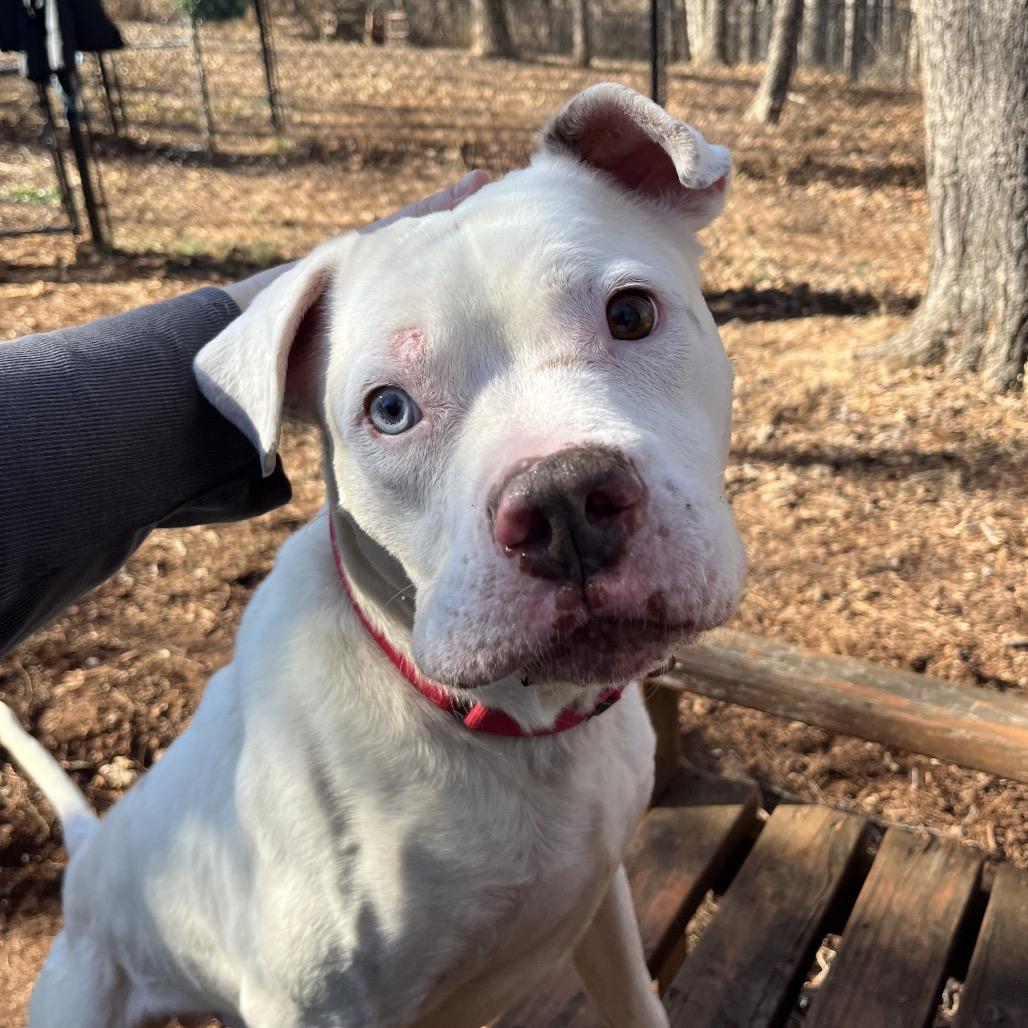 Benny — thumbnail 2