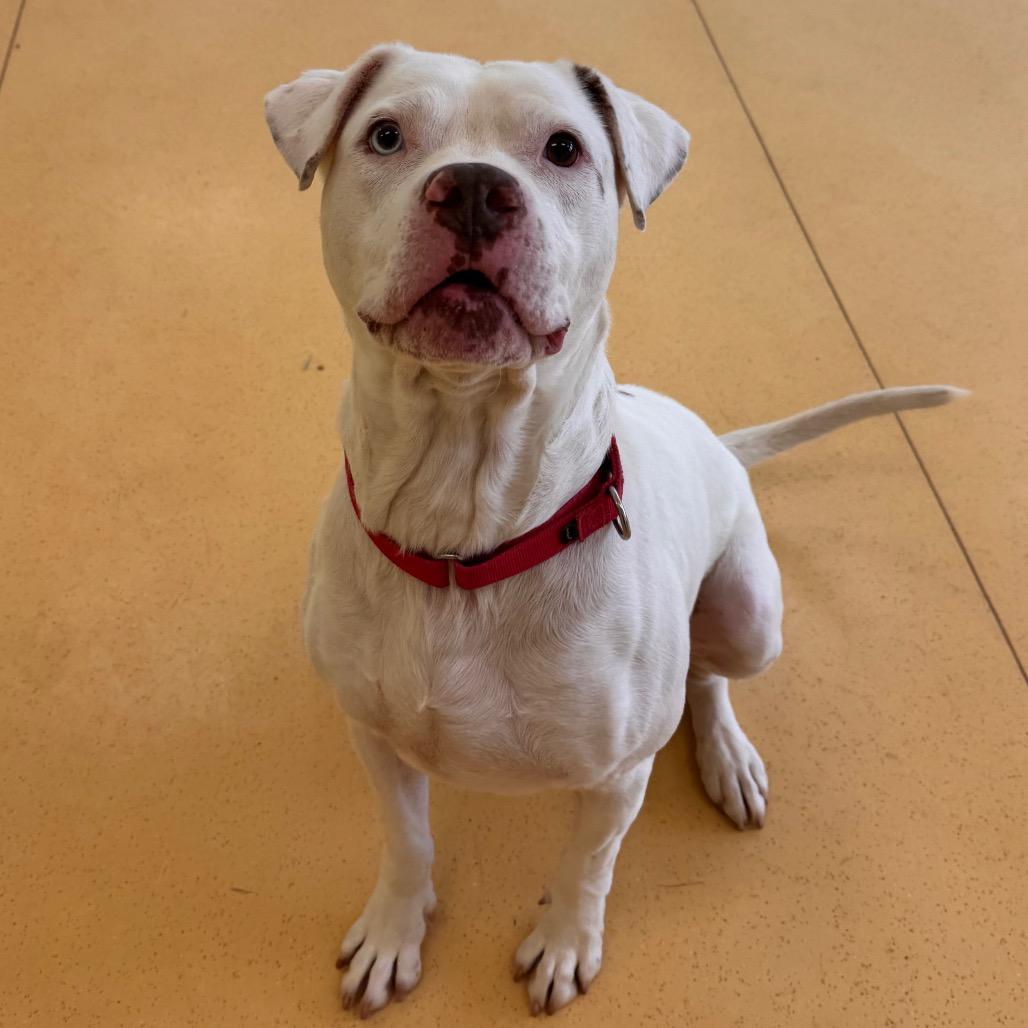 Benny — thumbnail 4