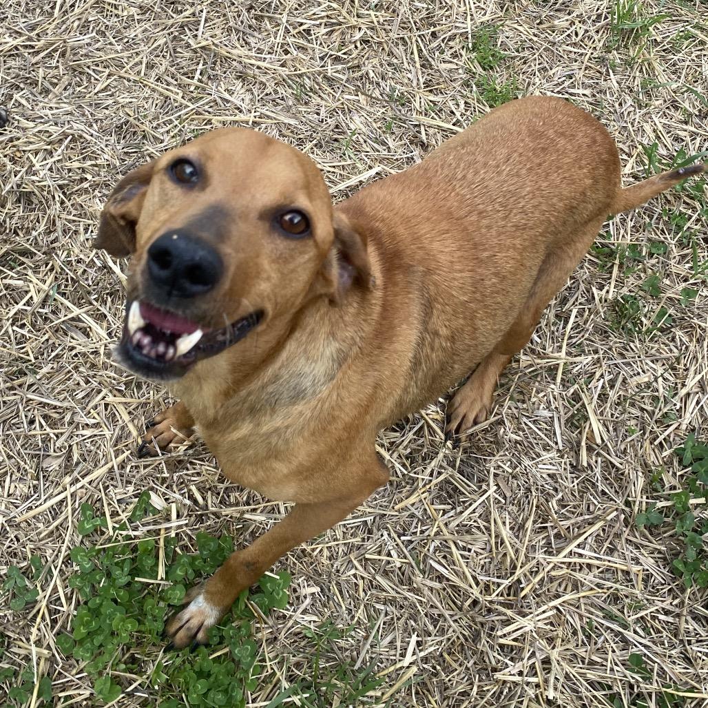 Enlarge Ester, a Adoptable mixed breed in Caryville, TN image 1/6
