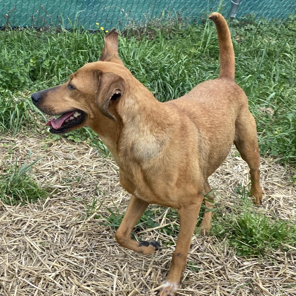 Enlarge Ester, a Adoptable mixed breed in Caryville, TN image 2/6
