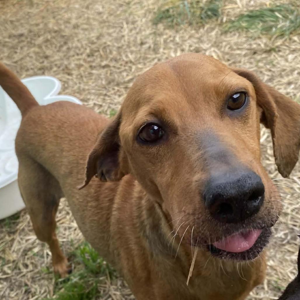 Enlarge Ester, a Adoptable mixed breed in Caryville, TN image 3/6
