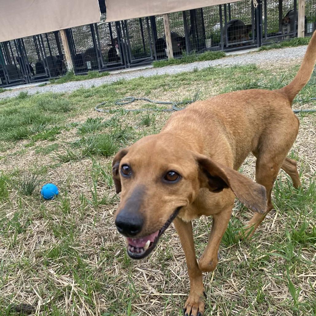 Enlarge Ester, a Adoptable mixed breed in Caryville, TN image 4/6