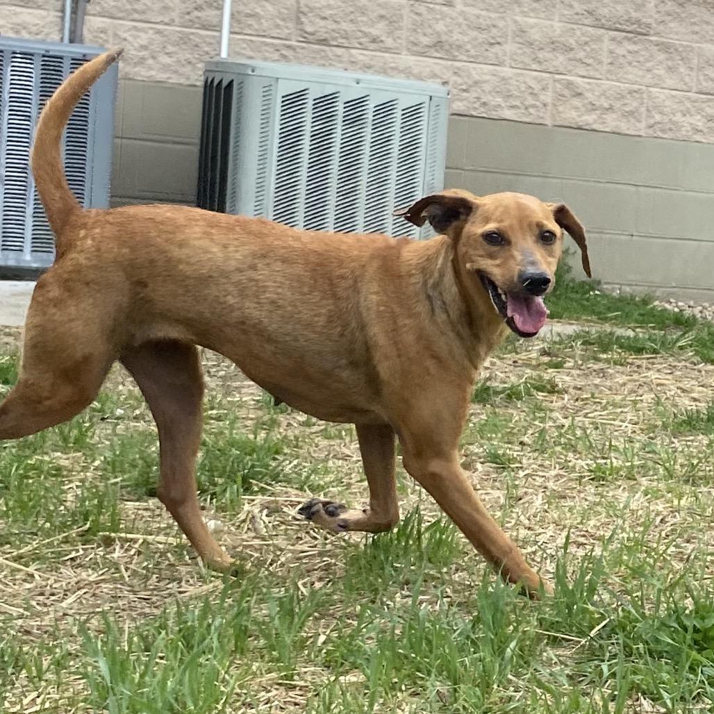 Enlarge Ester, a Adoptable mixed breed in Caryville, TN image 5/6