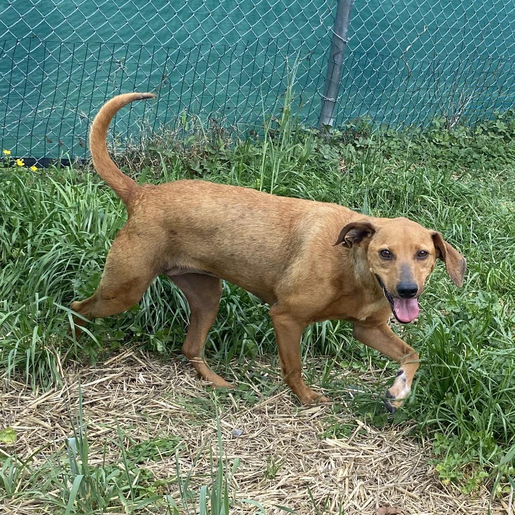 Enlarge Ester, a Adoptable mixed breed in Caryville, TN image 6/6