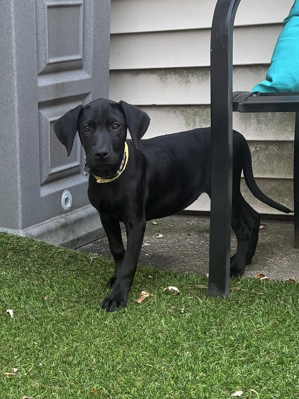 Enlarge Eleni, a ADOPTABLE mixed breed in Minneapolis, MN image 5/5