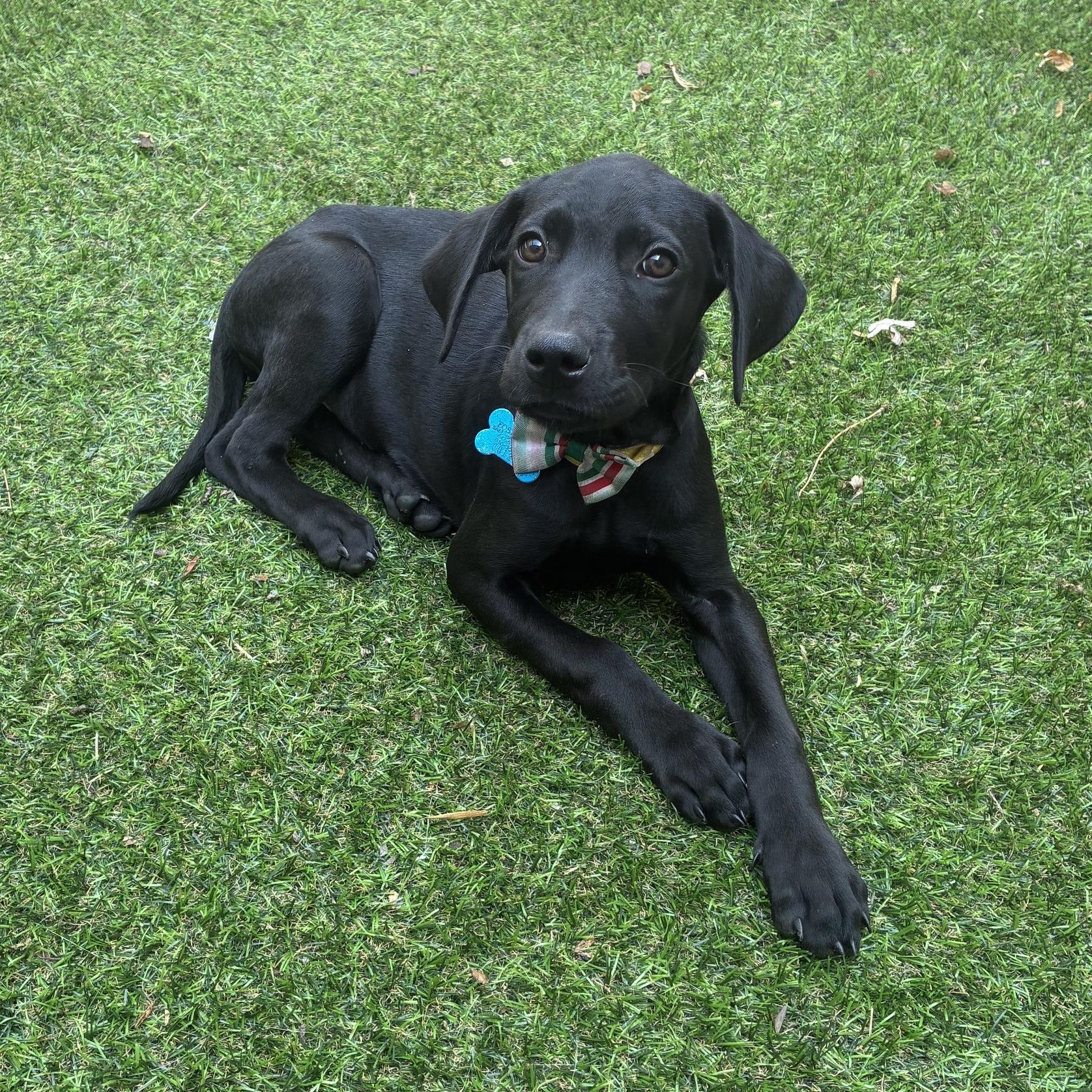 Eleni, ADOPTABLE, Puppy Female Retriever & Hound.